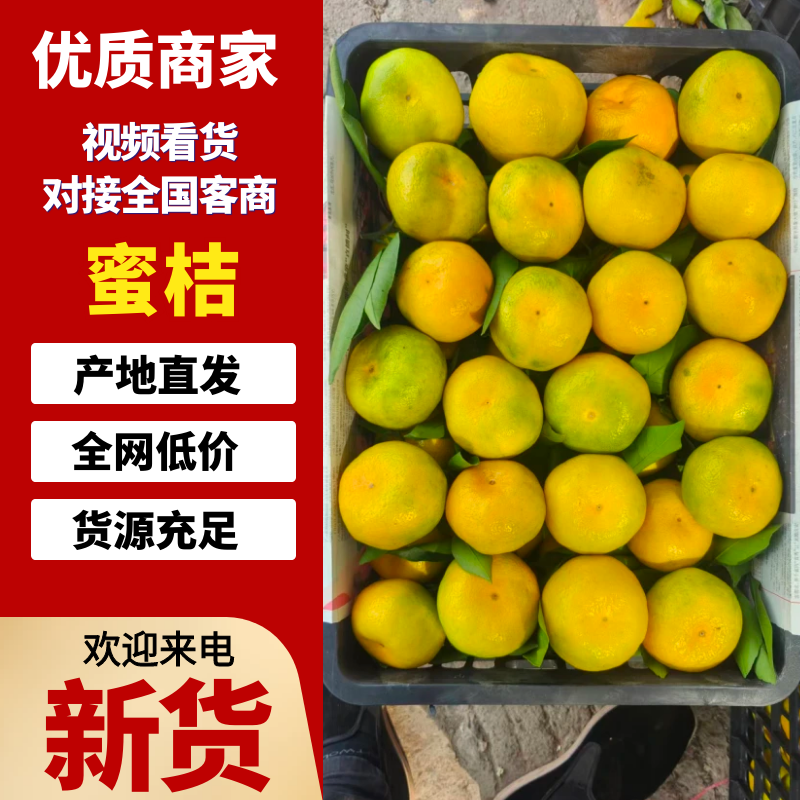 蜜桔，纯甜味，果肉细腻，对接全国电商及批发市场。