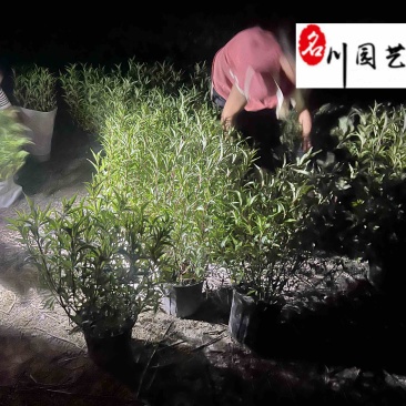 佩兰杯苗盆苗批发供应佩兰工程绿化苗四川佩兰基地直供