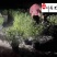 佩兰杯苗盆苗批发供应佩兰工程绿化苗四川佩兰基地直供