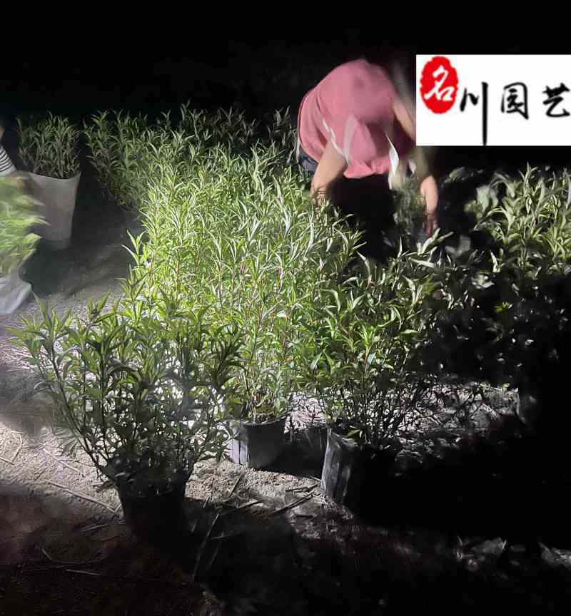 佩兰杯苗盆苗批发供应佩兰工程绿化苗四川佩兰基地直供