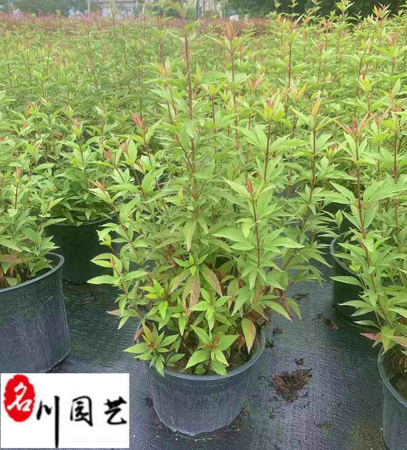 佩兰杯苗盆苗批发供应佩兰工程绿化苗四川佩兰基地直供