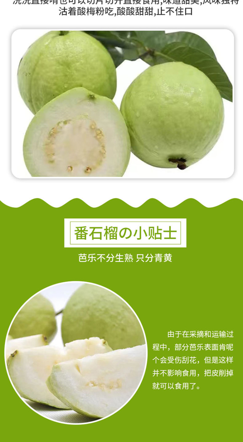 【热卖推荐】广东番石榴红心芭乐果园种植价格实惠清甜可口