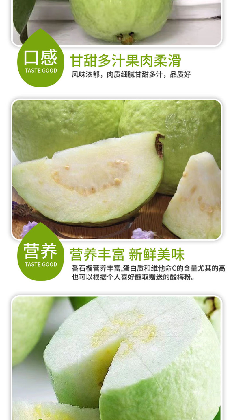 【热卖推荐】广东番石榴红心芭乐果园种植价格实惠清甜可口