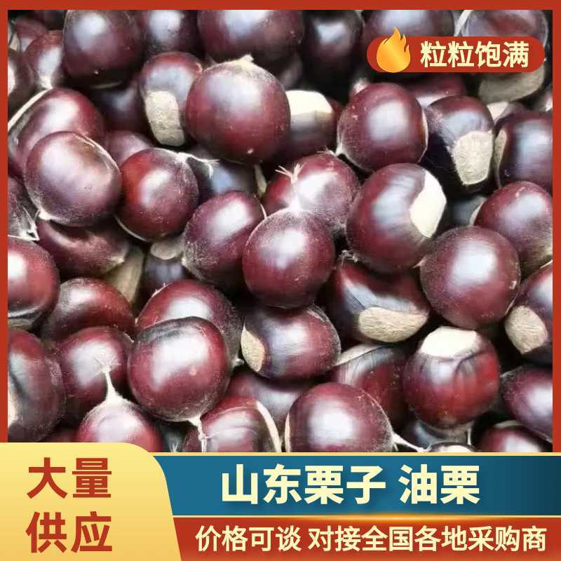 《畅销》山东油栗大量上市基地直发对接全国一条龙服务
