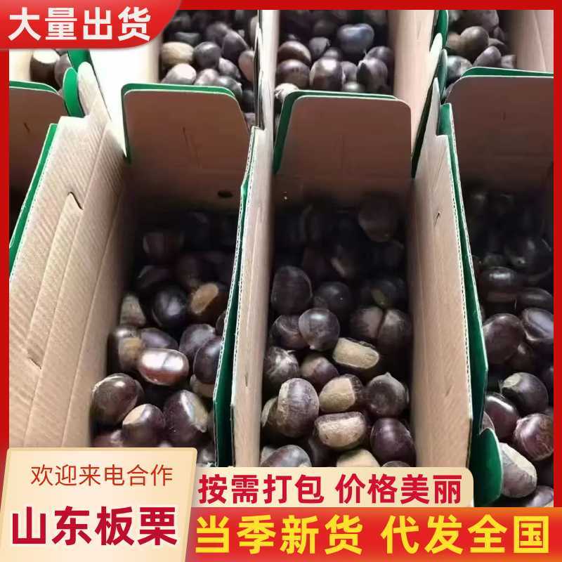 《畅销推荐》山东板栗基地直发对接全国一条龙服务