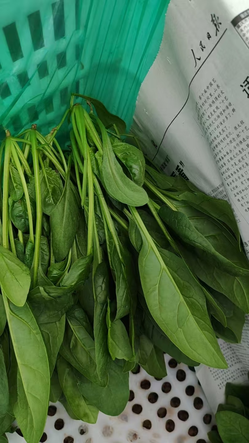 【实力供货】小叶菠菜价格透明有要的联系全国发货