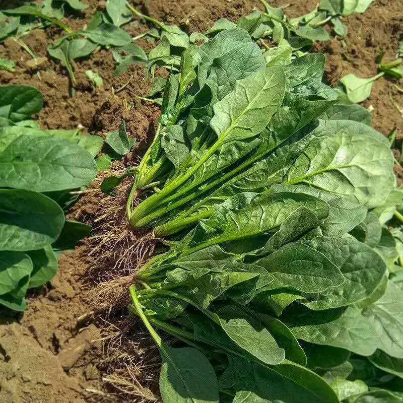 【实力供货】小叶菠菜价格透明有要的联系全国发货