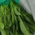 【实力货源】大叶菠菜对接市场全国发货常年供货质量保证