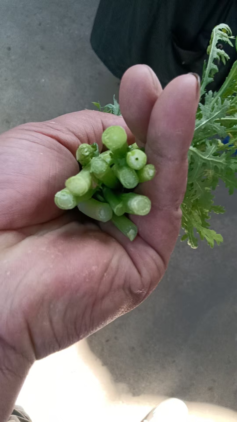 茼蒿，新鲜上市，当季现货，产地直发品质保证，量大从优