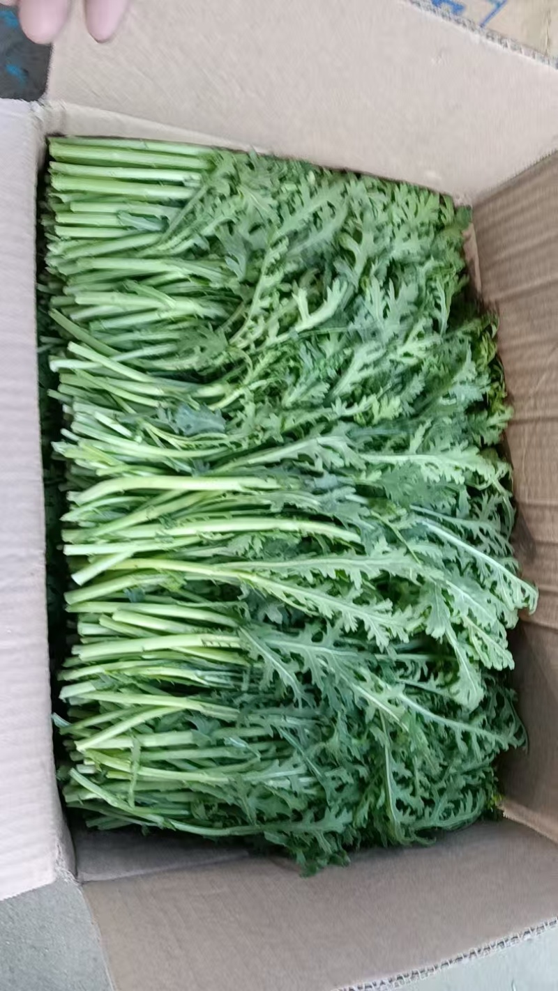 茼蒿，新鲜上市，当季现货，产地直发品质保证，量大从优