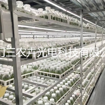 120cm-铁皮石斛组培灯