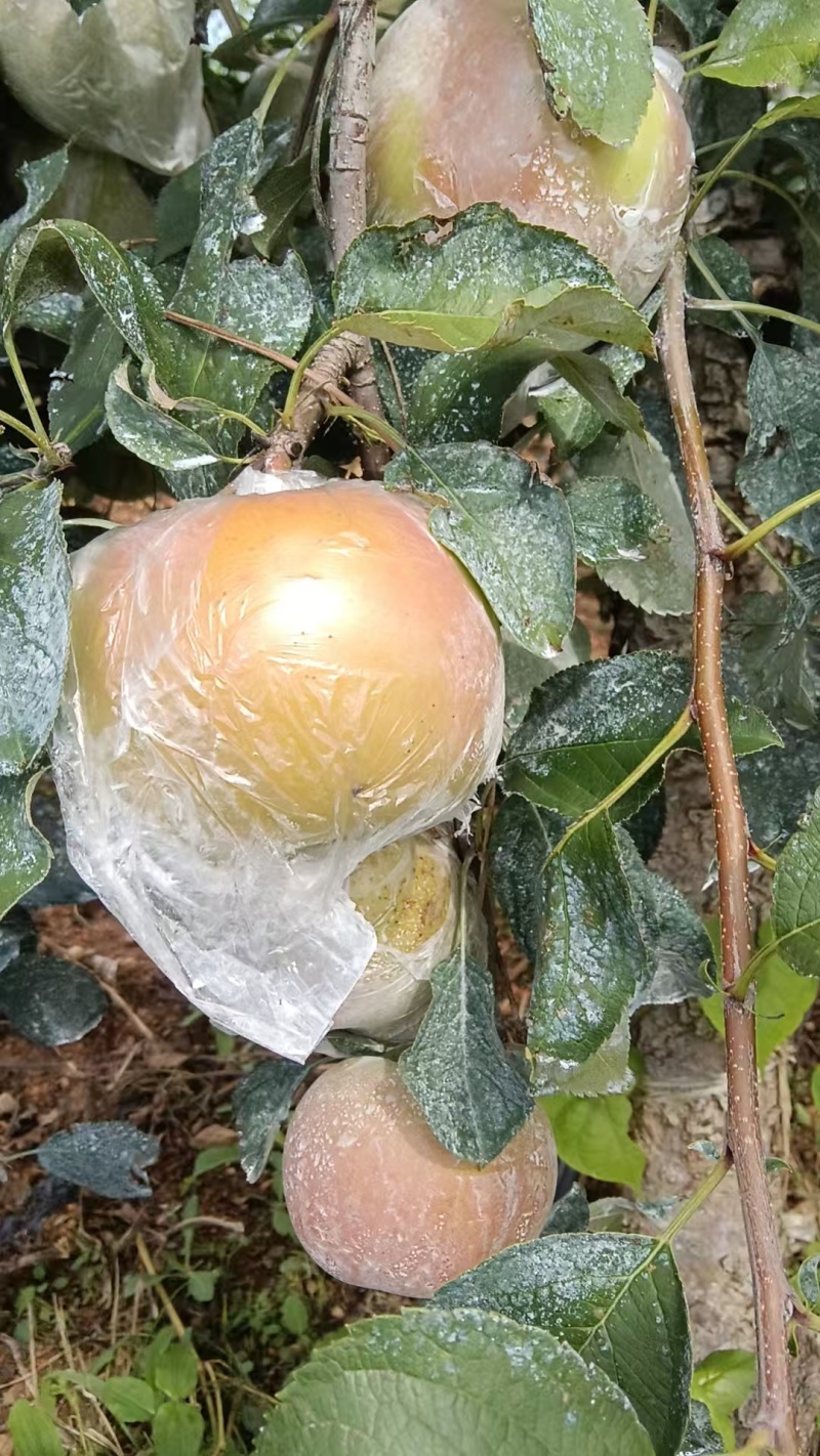 烟富士苹果代发全国对接各大电商平台各大商超