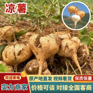 精品优质凉薯豆薯高山矿物质成分丰富营养保质保量