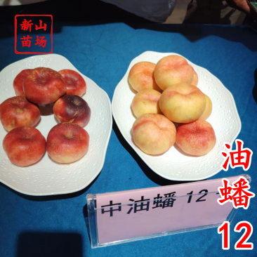 油蟠12白肉6月早熟油蟠桃树苗正宗奶油蟠桃嫁