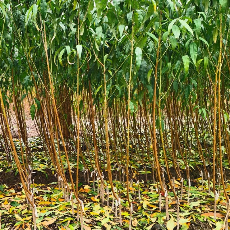 油蟠12白肉6月早熟油蟠桃树苗正宗奶油蟠桃嫁