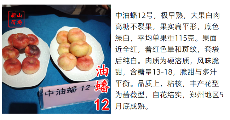 油蟠12白肉6月早熟油蟠桃树苗正宗奶油蟠桃嫁