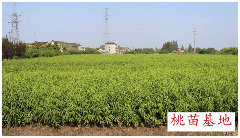 油蟠12白肉6月早熟油蟠桃树苗正宗奶油蟠桃嫁