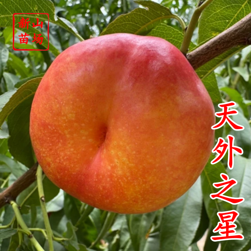 【天外之星油蟠桃苗】新品种天外之星一号黄彩虹油蟠桃树苗蟠