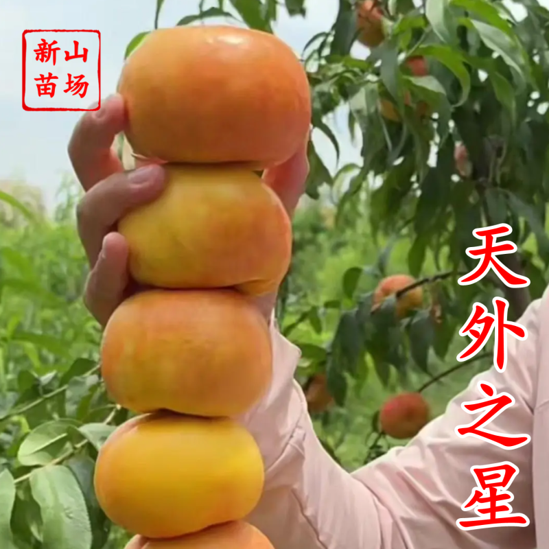 【天外之星油蟠桃苗】新品种天外之星一号黄彩虹油蟠桃树苗蟠