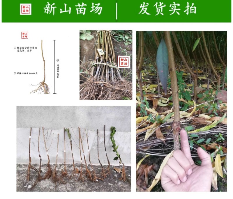 【天外之星油蟠桃苗】新品种天外之星一号黄彩虹油蟠桃树苗蟠