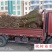 【天外之星油蟠桃苗】新品种天外之星一号黄彩虹油蟠桃树苗蟠