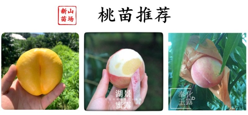 中油金缘大果离核黄肉油桃苗7月正宗嫁接新品种桃