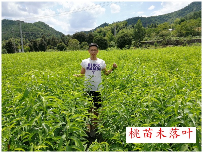 中油金缘大果离核黄肉油桃苗7月正宗嫁接新品种桃