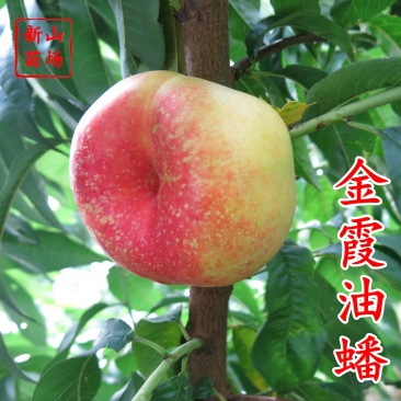 【金霞油蟠桃苗】金霞油蟠桃苗晚熟特大黄肉油蟠桃树果苗盆栽