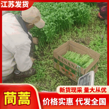 精品茼蒿淮安本地茼蒿一手货源产地直发视频看货
