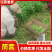 精品茼蒿淮安本地茼蒿一手货源产地直发视频看货