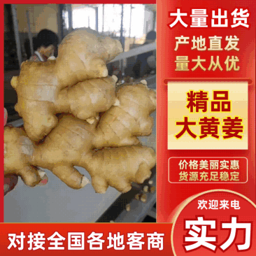 万亩生姜批发基地，大黄姜，小黄姜，老姜，鲜姜大块姜