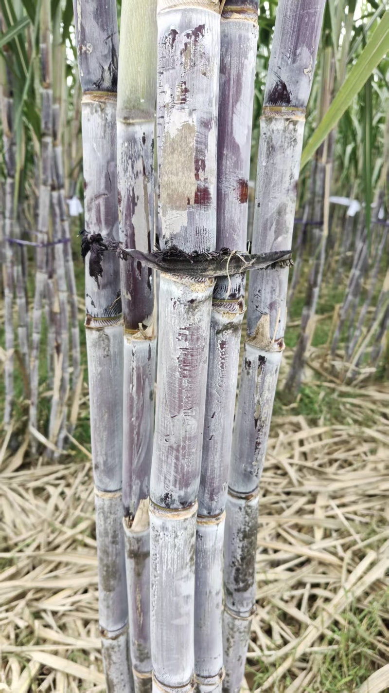山东水果甘蔗黑皮甘蔗，产地一手货源，规格齐全视频看货
