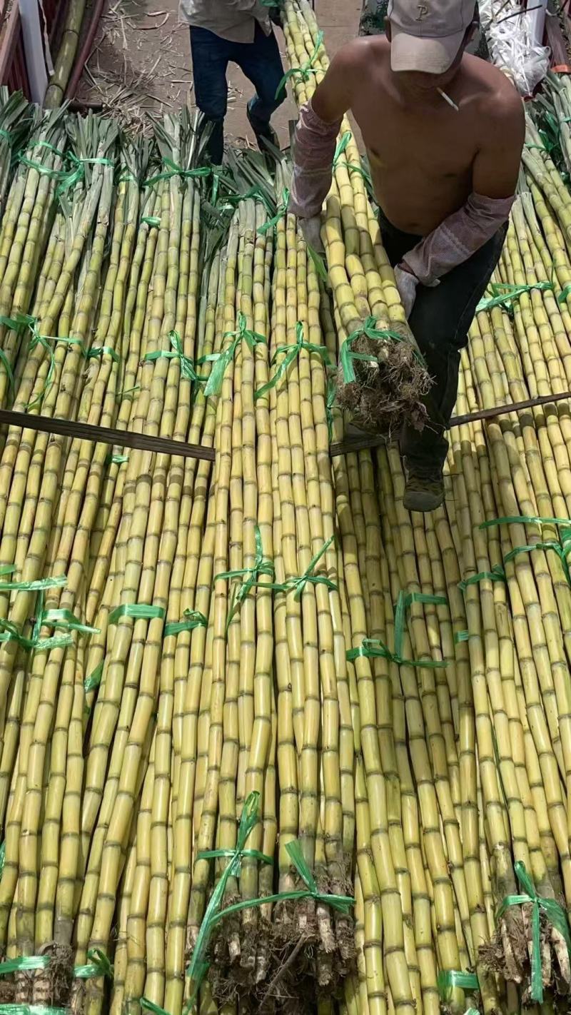 【黄皮甘蔗】云南基地直供质量保证一手货源对接商超市场