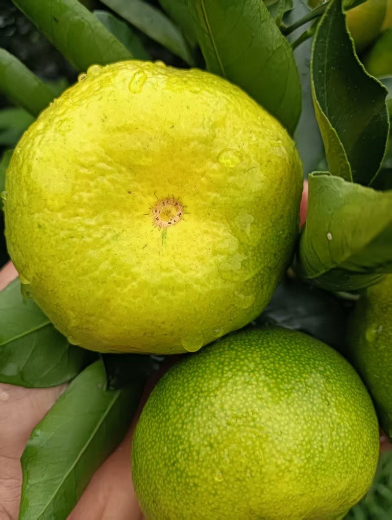【视频看货】蜜橘四川资阳特早蜜橘皮薄多汁一手货源视频拿货