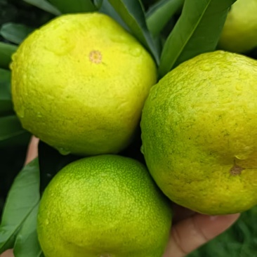 【视频看货】蜜橘四川资阳特早蜜橘皮薄多汁一手货源视频拿货