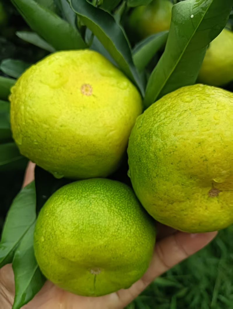 【视频看货】蜜橘四川资阳特早蜜橘皮薄多汁一手货源视频拿货