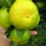 【视频看货】蜜橘四川资阳特早蜜橘皮薄多汁一手货源视频拿货