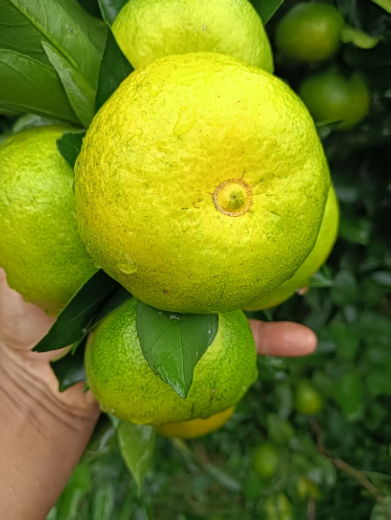 【视频看货】蜜橘四川资阳特早蜜橘皮薄多汁一手货源视频拿货