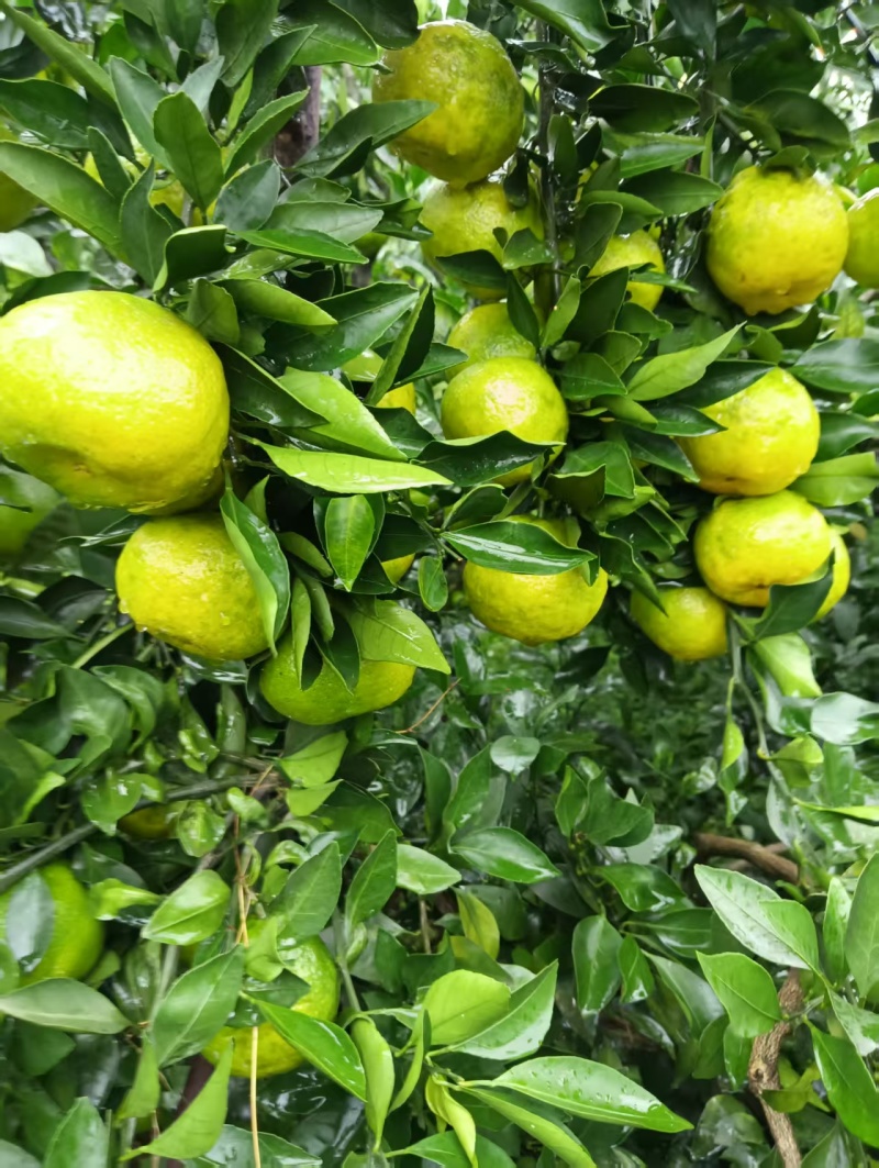 【视频看货】蜜橘四川资阳特早蜜橘皮薄多汁一手货源视频拿货