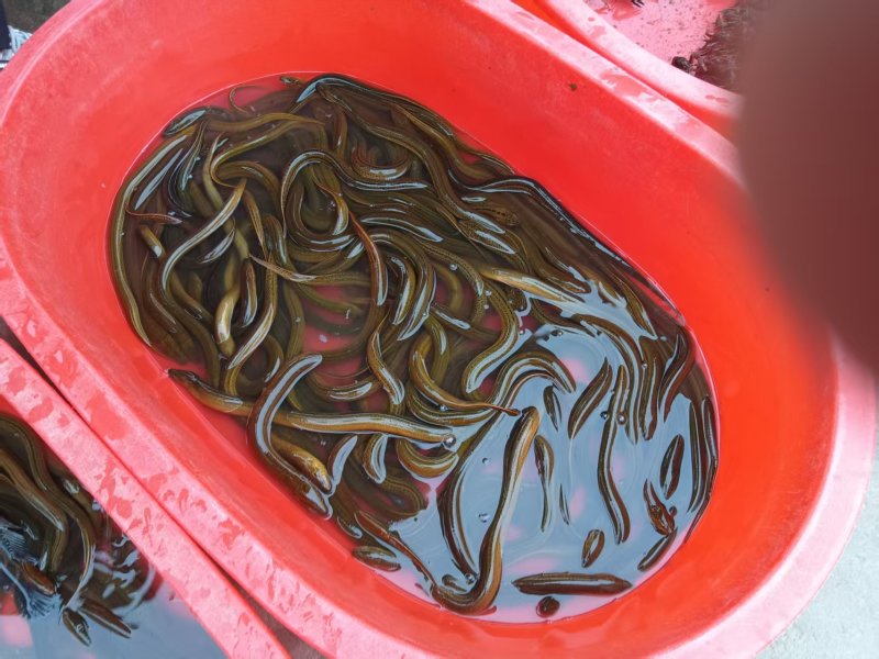 黄鳝，产地江苏泗洪，对接批发商，量大价格可谈，欢迎联系