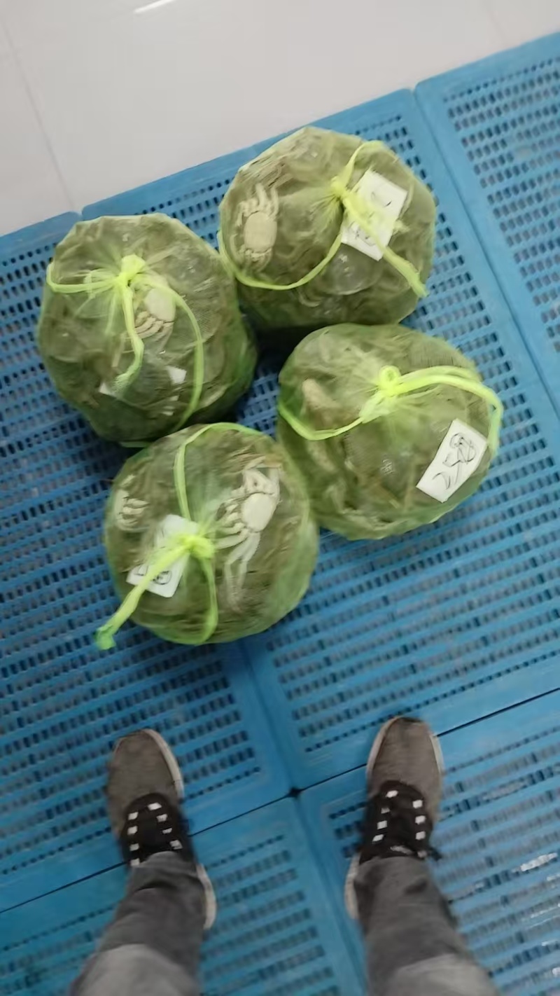 大闸蟹，产地江苏泗洪，对接批发商，量大价格可谈，欢迎联系