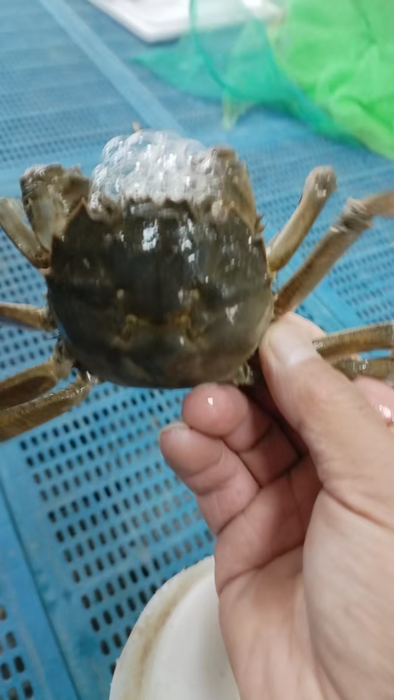 大闸蟹，产地江苏泗洪，对接批发商，量大价格可谈，欢迎联系