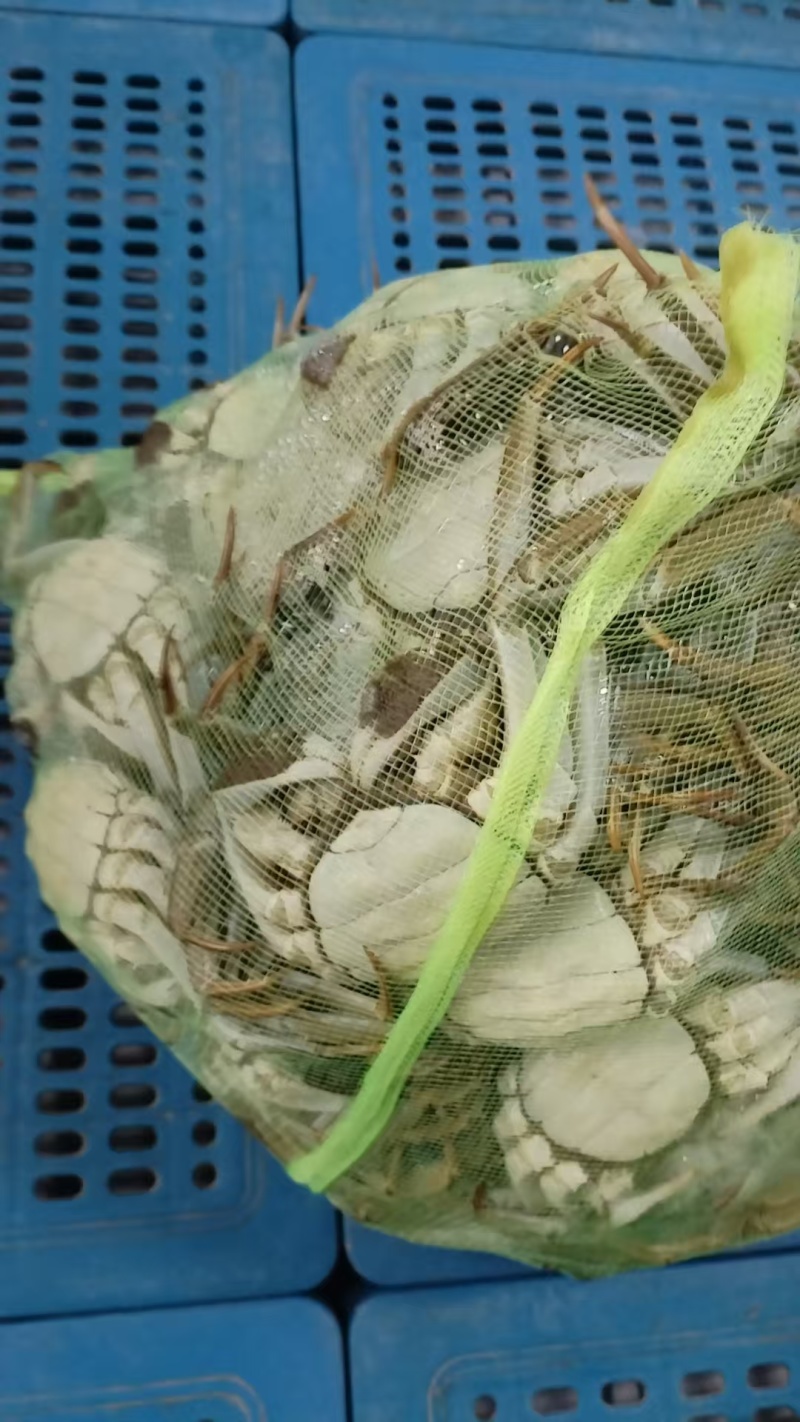 大闸蟹，产地江苏泗洪，对接批发商，量大价格可谈，欢迎联系