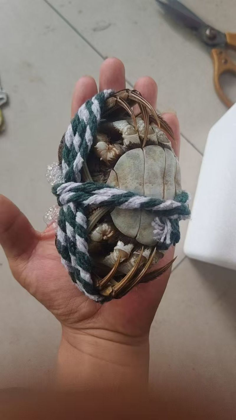 大闸蟹，产地江苏泗洪，对接批发商，量大价格可谈，欢迎联系