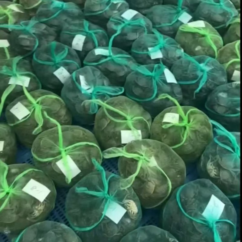 大闸蟹，产地江苏泗洪，对接批发商，量大价格可谈，欢迎联系