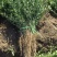 【精选】枳壳苗基地种植货源充足量大从优