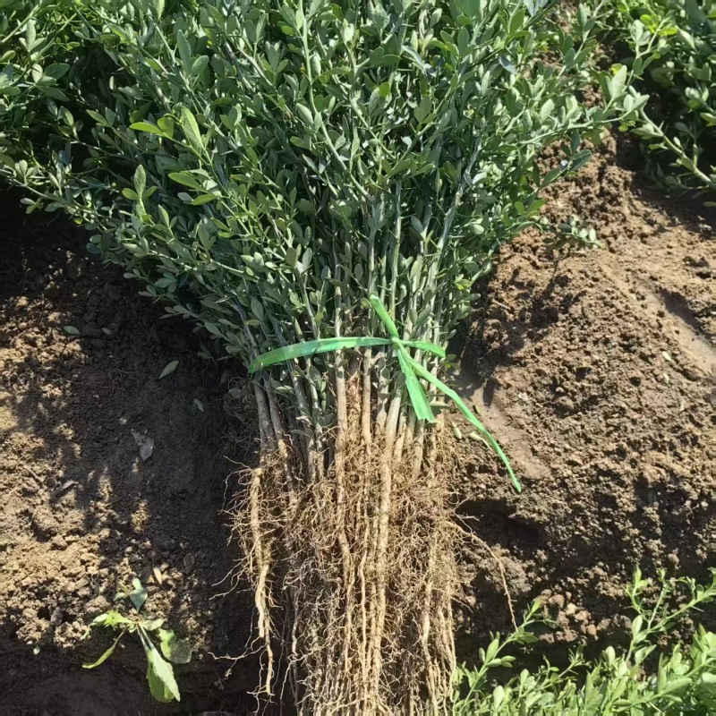 【精选】枳壳苗基地种植货源充足量大从优