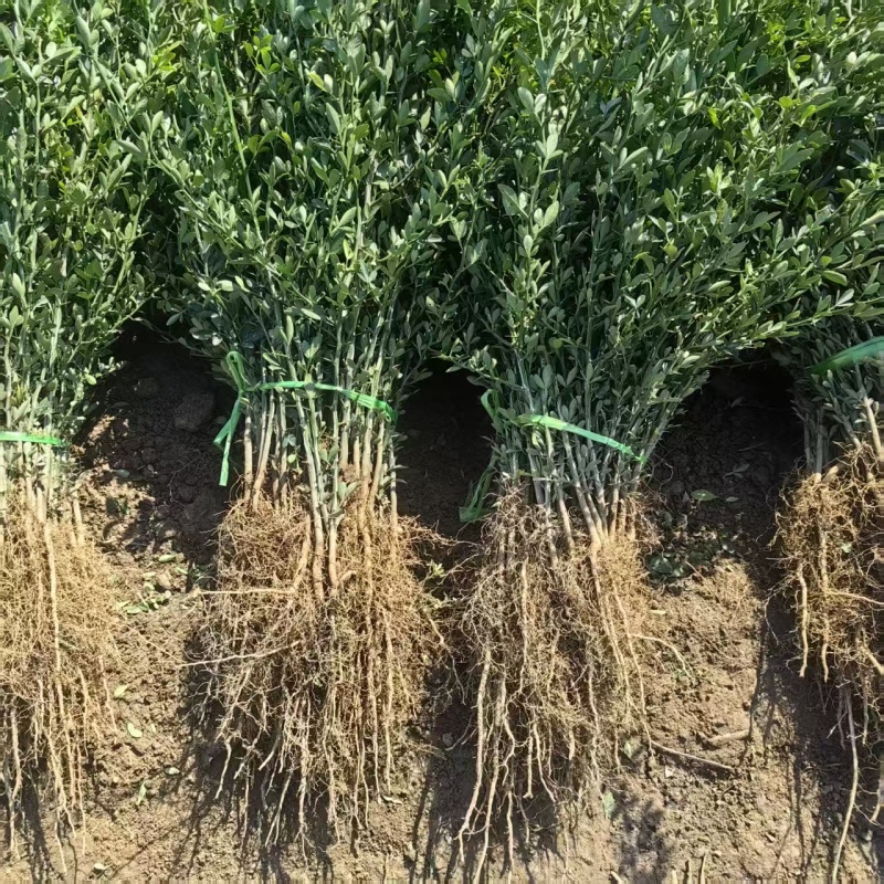 【精选】枳壳苗基地种植货源充足量大从优