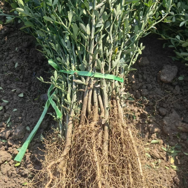 【精选】枳壳苗基地种植货源充足量大从优