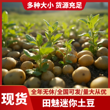 2026新鲜现发油炸烧烤炕小土豆专用迷你土豆各种大小大量